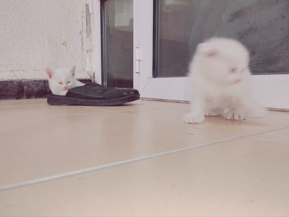 Продаются пародистые  котята — 7