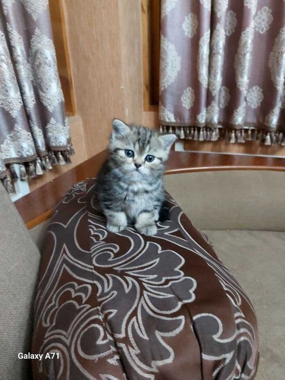 Продаётся котята!!Shinshilla mushuklar sotiladi!!! — 2