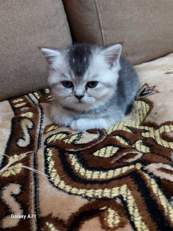 Продаётся котята!!Shinshilla mushuklar sotiladi!!! — 3