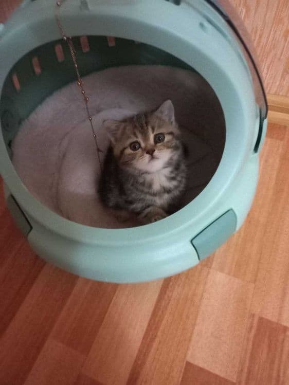 Продаётся котята!!Shinshilla mushuklar sotiladi!!! — 4