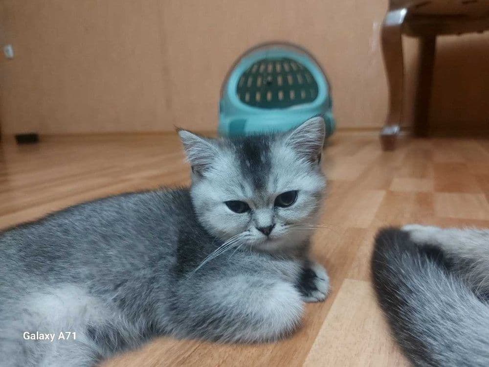 Продаётся котята!!Shinshilla mushuklar sotiladi!!! — 5