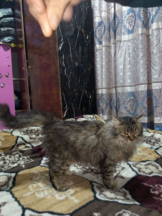 Hayland  zodli mushuk — 3