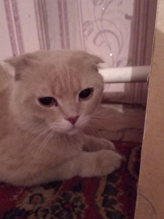 Шотландская вислоухая, Scottish Fold — 1