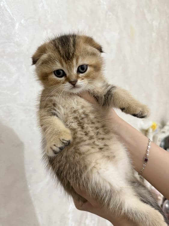 продаются котята шиншилы — 1