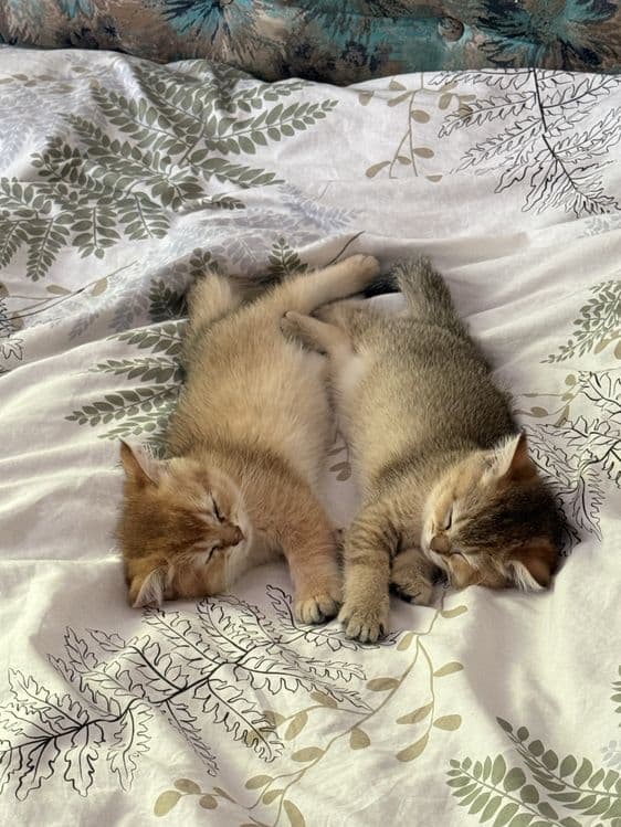 продаются котята шиншилы — 3