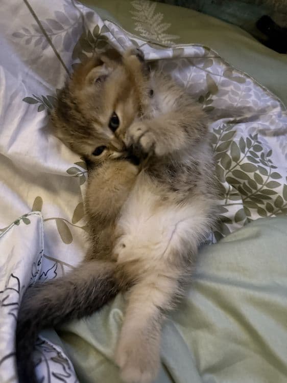 продаются котята шиншилы — 4