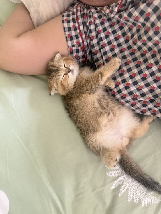 продаются котята шиншилы — 5