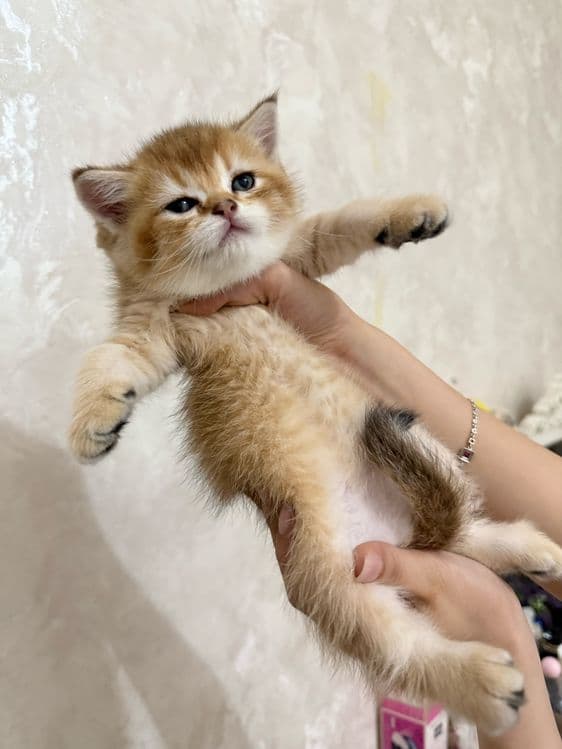 продаются котята шиншилы — 6
