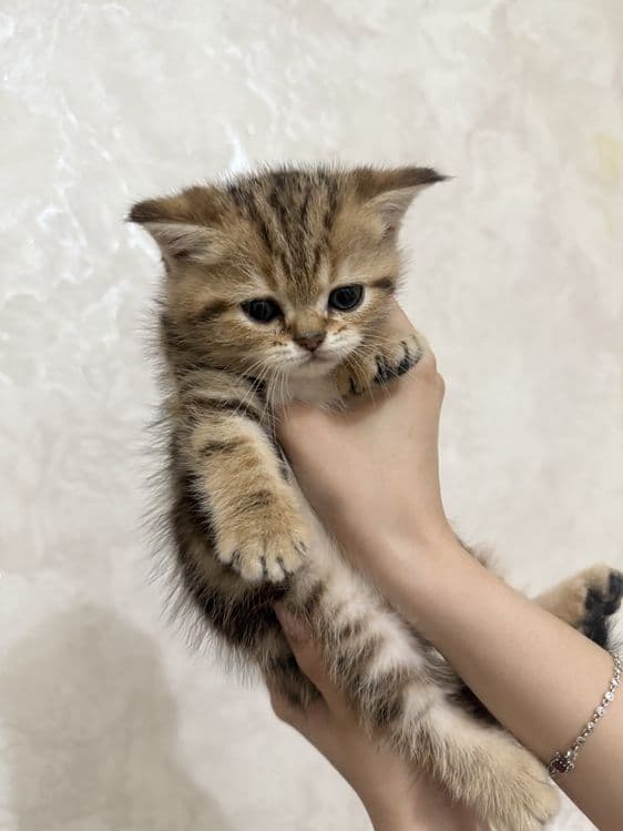 продаются котята шиншилы — 7