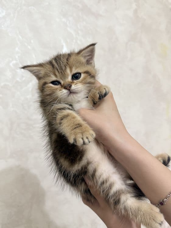 продаются котята шиншилы — 8
