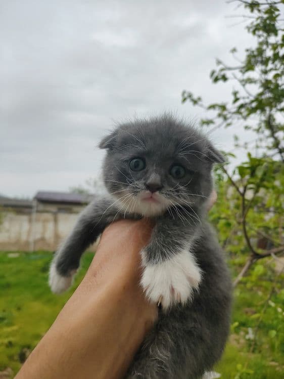 Срочно продаются Скоттиш Фолд и Скоттиш Страйт — 1