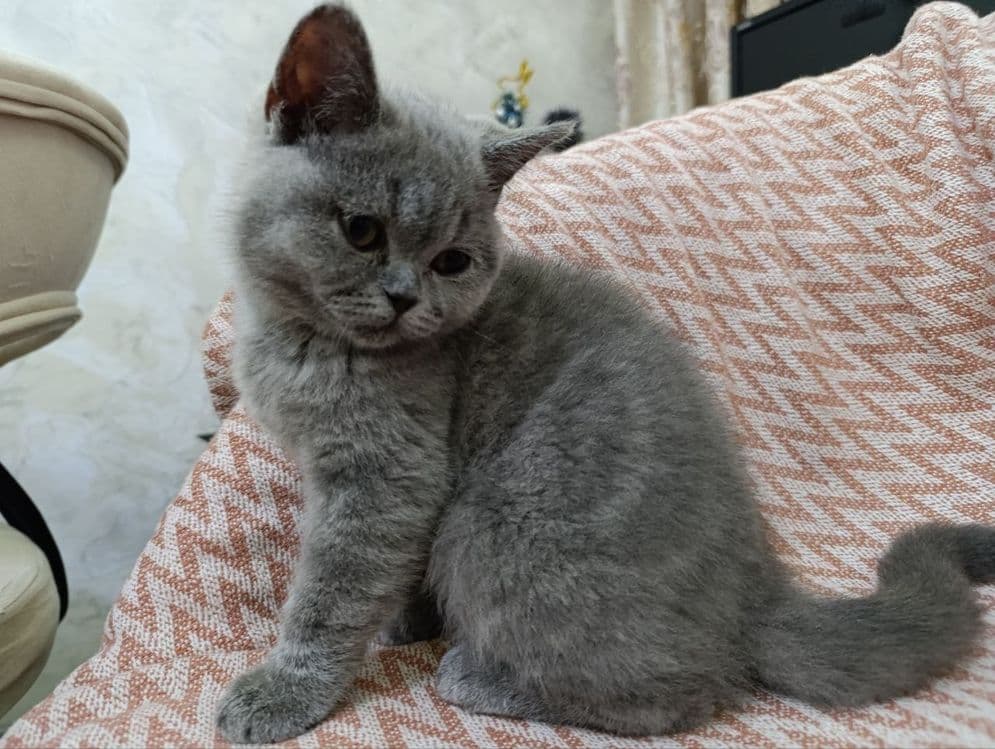 Skotishful paroda — 2