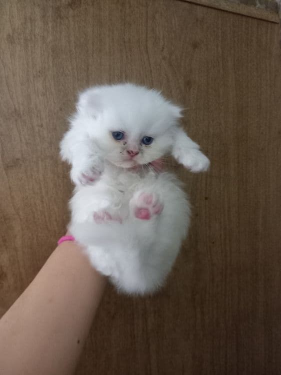 Бугирсок мушукчалар сотувда — 2