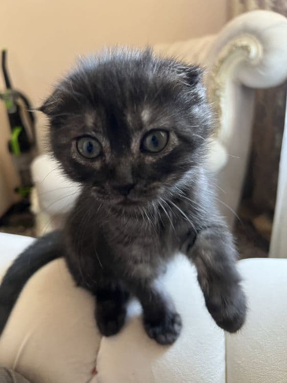 Скотиш Фолд Вислоуха — 1