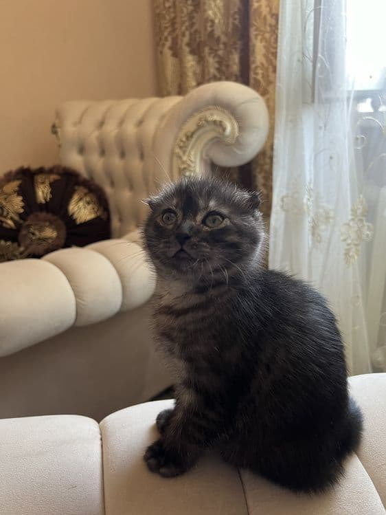 Скотиш Фолд Вислоуха — 2