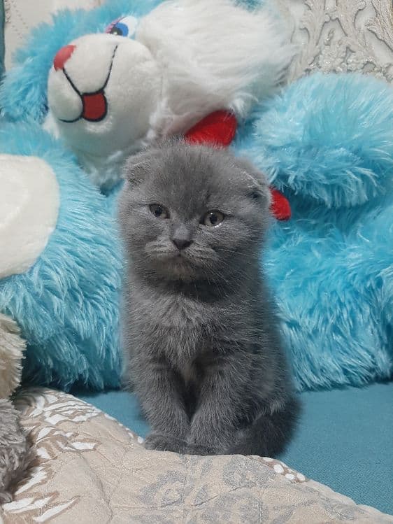 Ўғил 3 ойли скоттиш фолд — 3