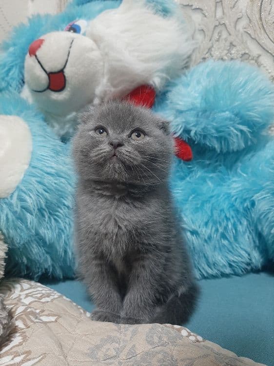Ўғил 3 ойли скоттиш фолд — 4