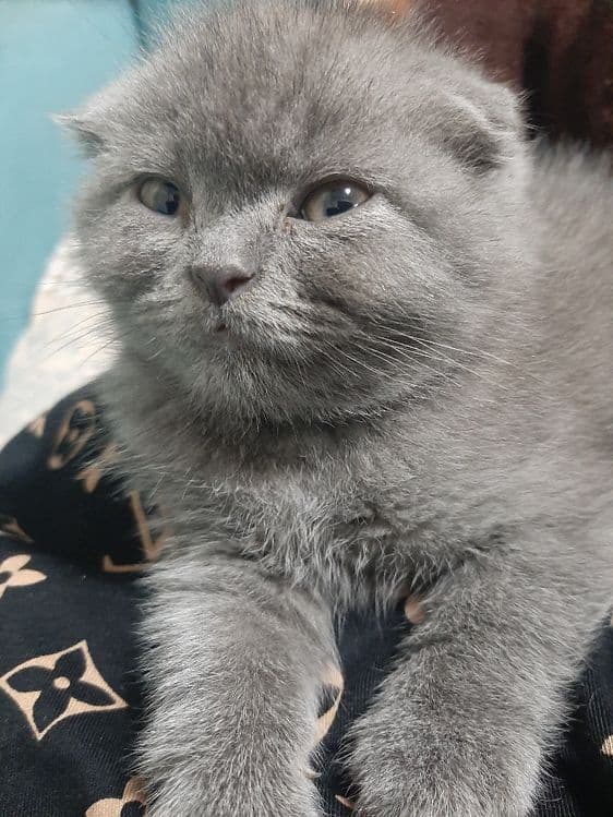 Ўғил 3 ойли скоттиш фолд — 5