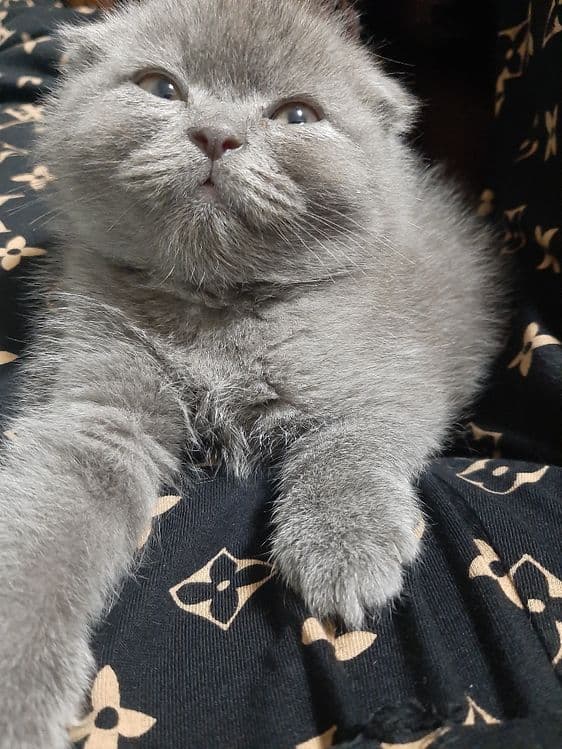 Ўғил 3 ойли скоттиш фолд — 6