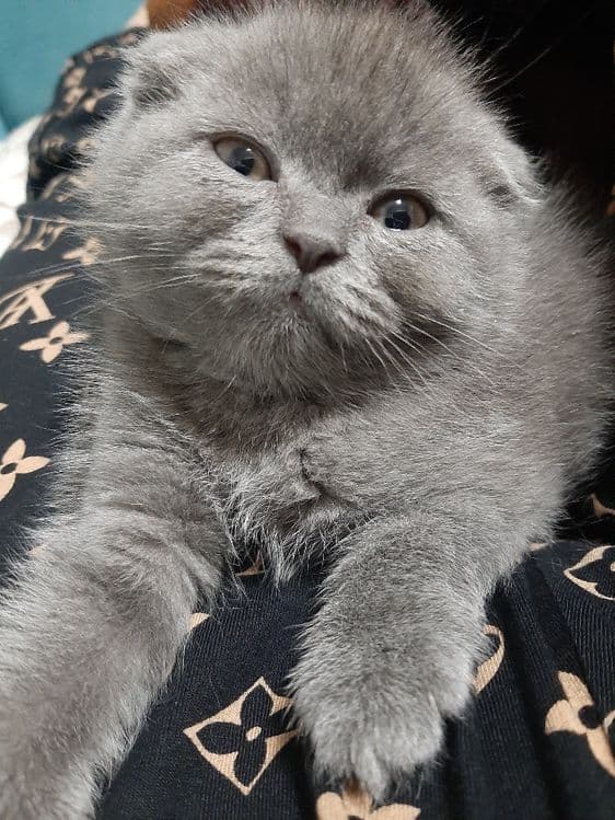 Ўғил 3 ойли скоттиш фолд — 7