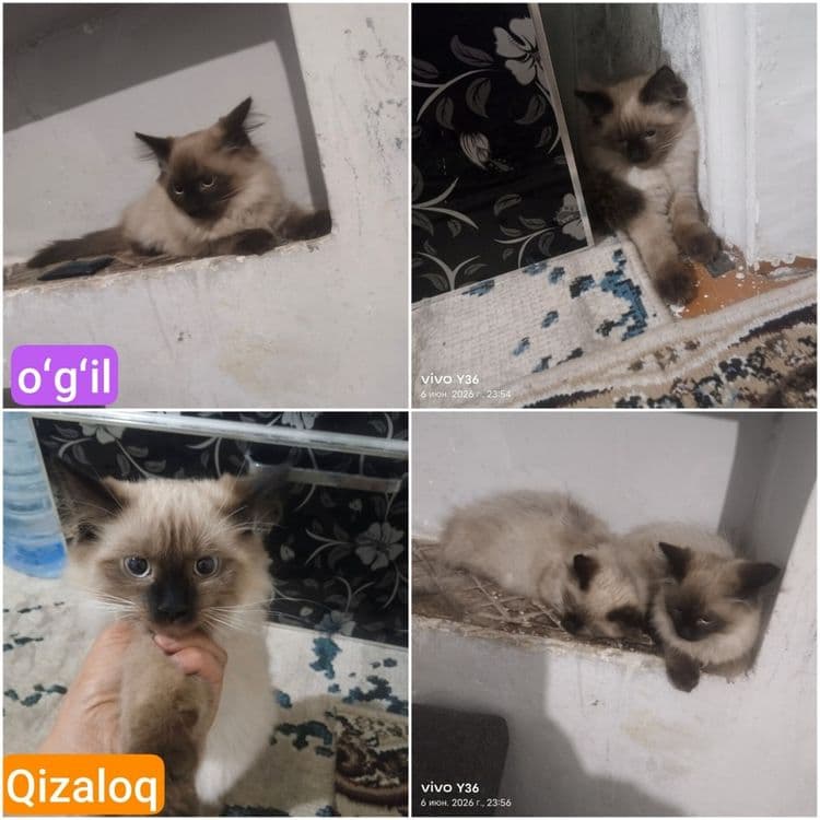 Сиамский котята м