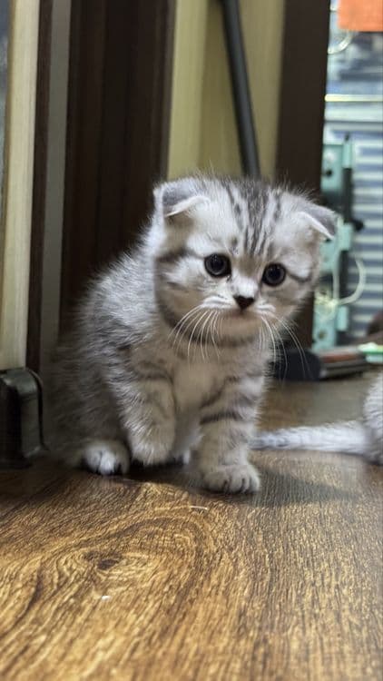 Продаются котята шотландцы скотиш фолд Scottish fold — 1
