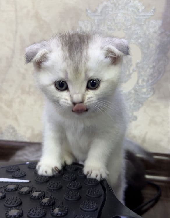 Продаются котята шотландцы скотиш фолд Scottish fold — 2