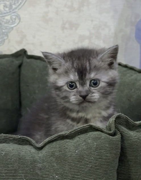 Продаются котята шотландцы скотиш фолд Scottish fold — 3