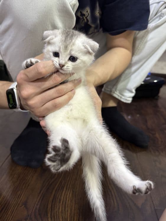 Продаются котята шотландцы скотиш фолд Scottish fold — 4