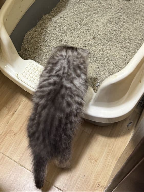 Продаются котята шотландцы скотиш фолд Scottish fold — 5