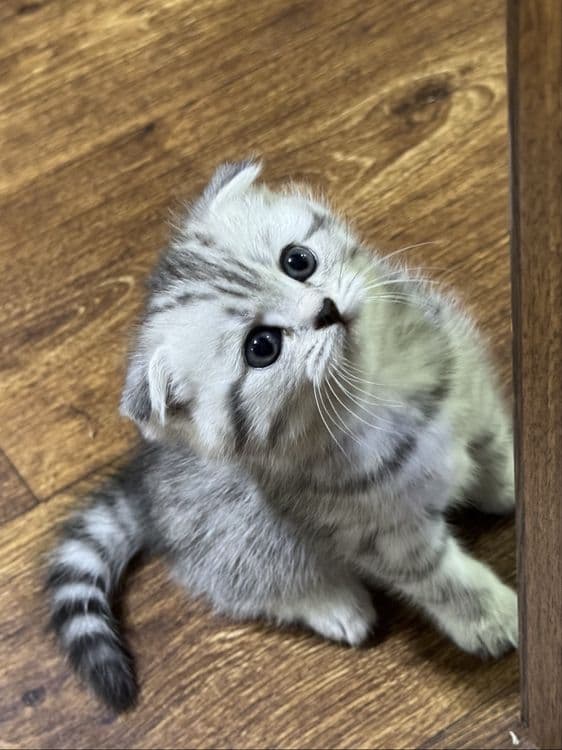 Продаются котята шотландцы скотиш фолд Scottish fold — 6
