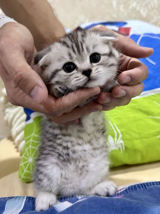 Продаются котята шотландцы скотиш фолд Scottish fold — 7