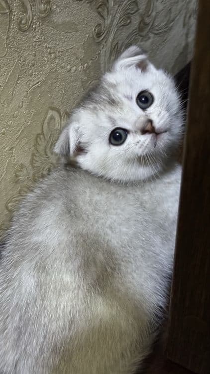 Продаются котята шотландцы скотиш фолд Scottish fold — 8