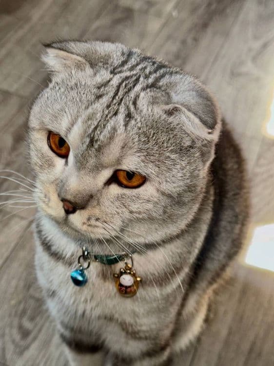Шотландская вислоухая (Scottish fold) — 1