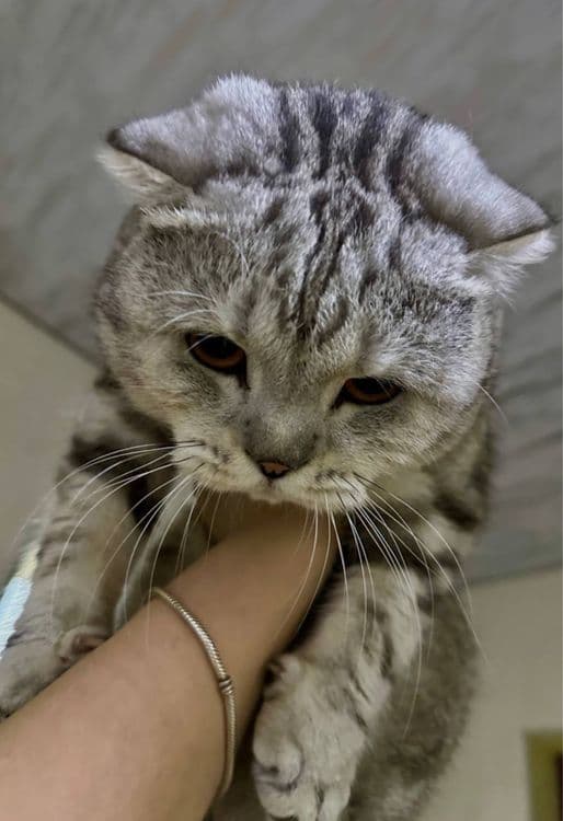 Шотландская вислоухая (Scottish fold) — 2