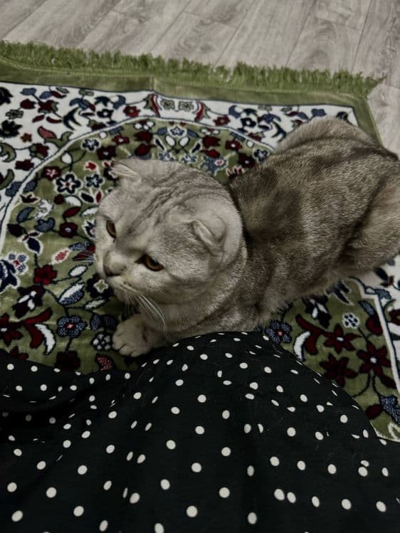 Шотландская вислоухая (Scottish fold) — 3