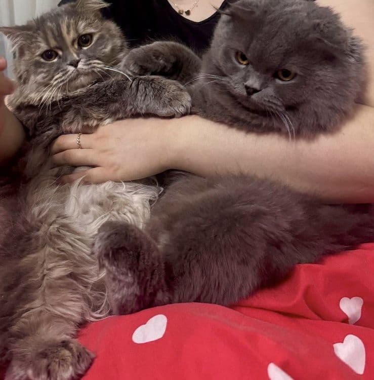 Скотиш фолд манчикин кошка — 3