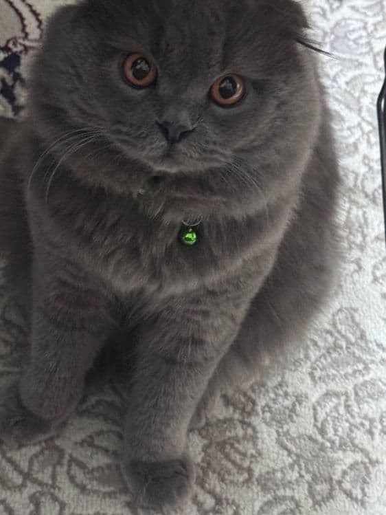 Скотиш фолд манчикин кошка — 4