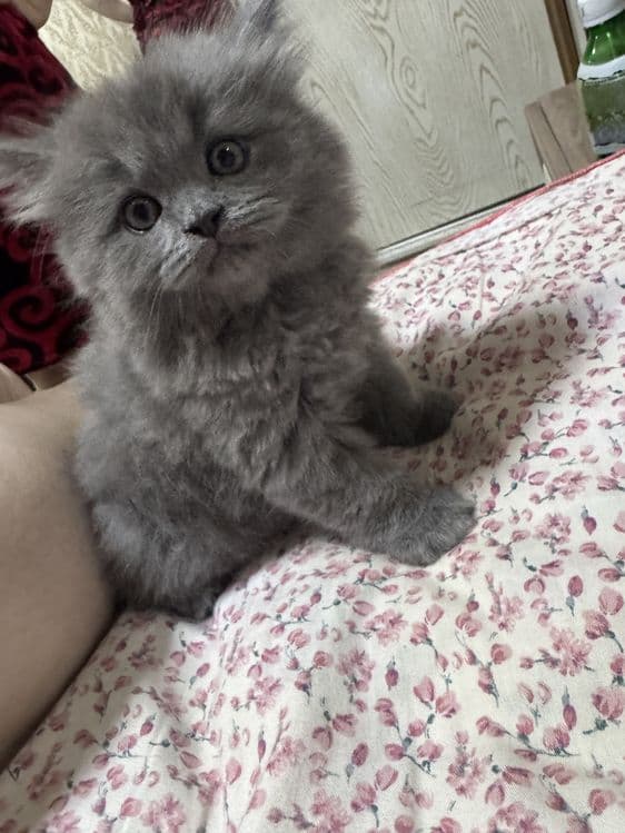 Скотиш фолд манчикин кошка — 5