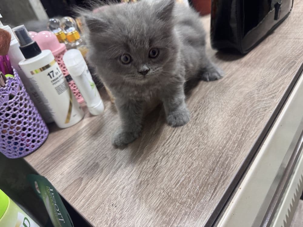 Скотиш фолд манчикин кошка — 6