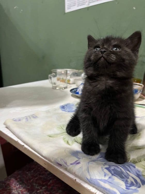 Продаётся котёнок британец девочка — 3