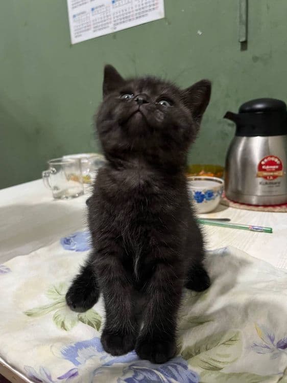 Продаётся котёнок британец девочка — 4