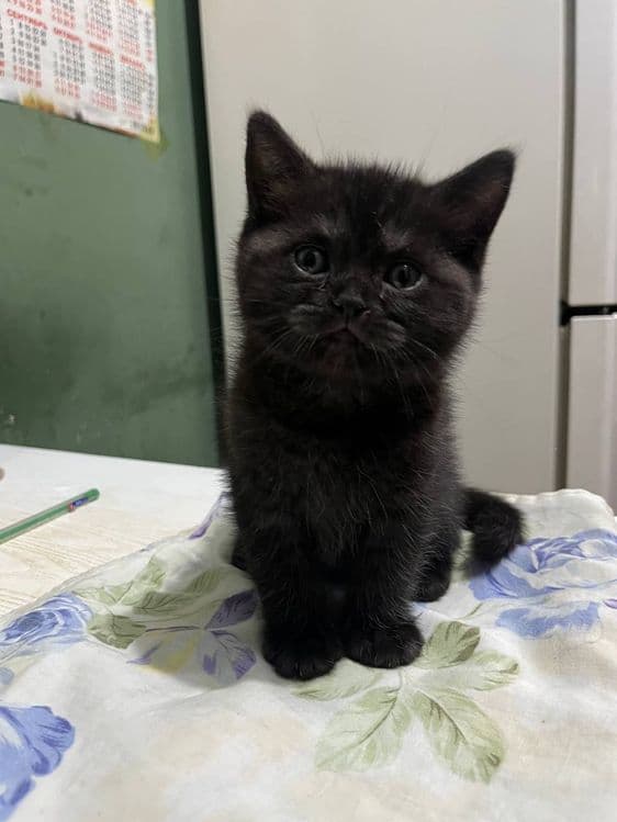 Продаётся котёнок британец девочка — 6