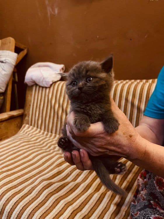 Продаётся котёнок британец девочка — 8