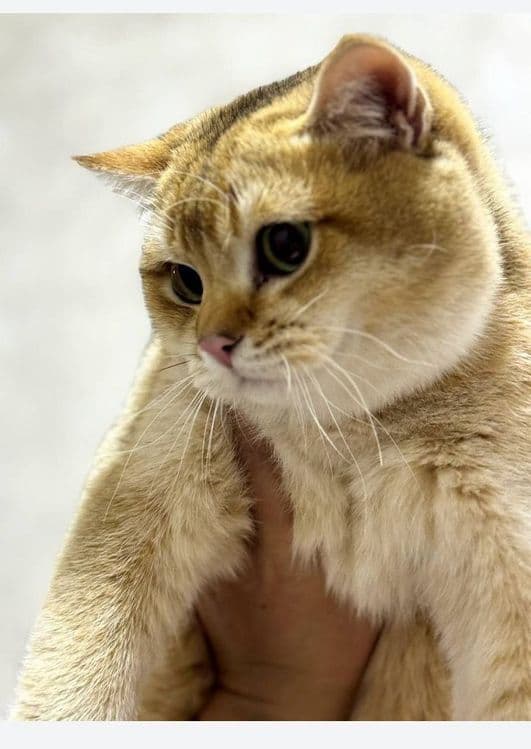 Девочка золотая Шиншила Скоттиш фолд — 1