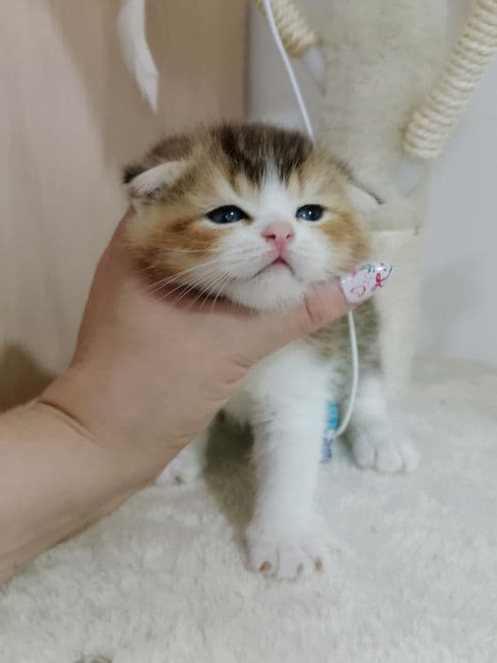Сладкий как мёд Скоттиш Фолд мальчик золотистый биколор в лучшие руки — 2