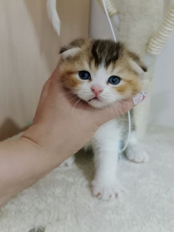 Сладкий как мёд Скоттиш Фолд мальчик золотистый биколор в лучшие руки — 3