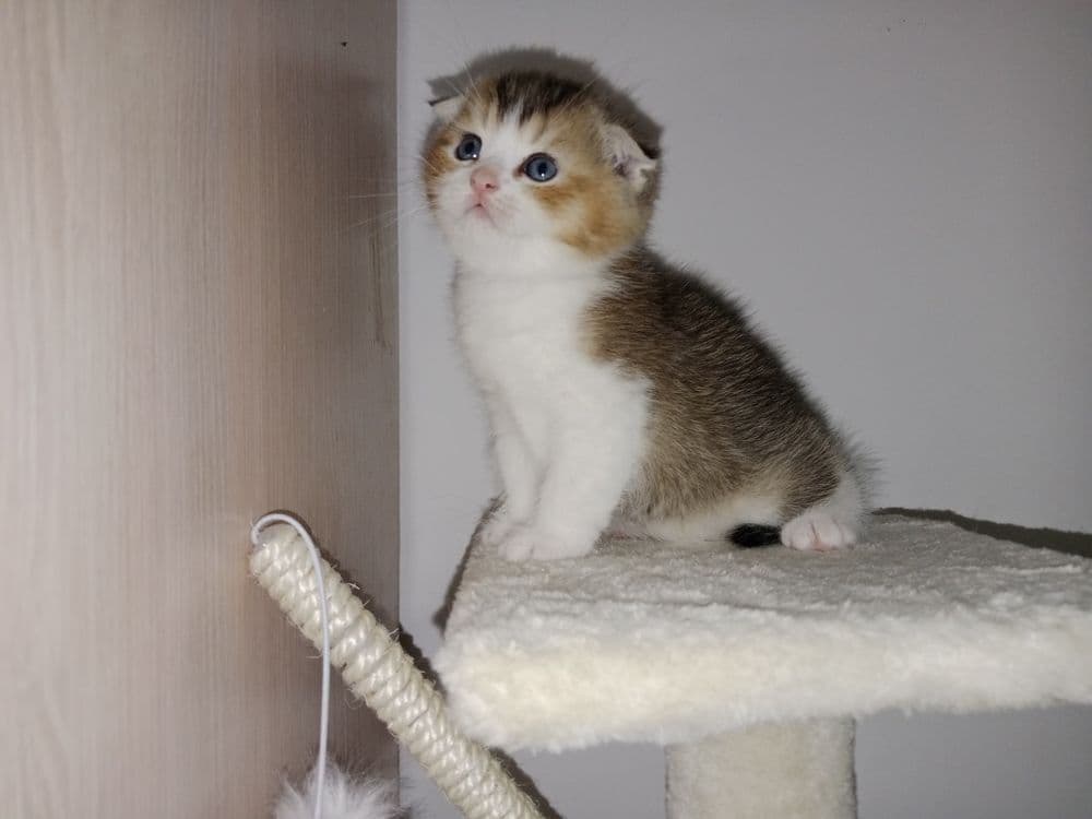 Сладкий как мёд Скоттиш Фолд мальчик золотистый биколор в лучшие руки — 5