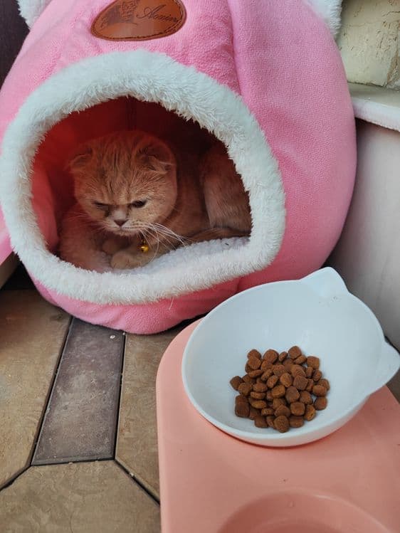 Срочно продам скоттиш фолд — 1