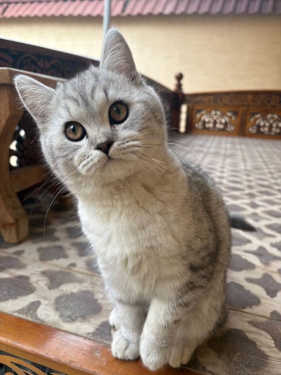 Кошка Серебристая Шиншилла — 2